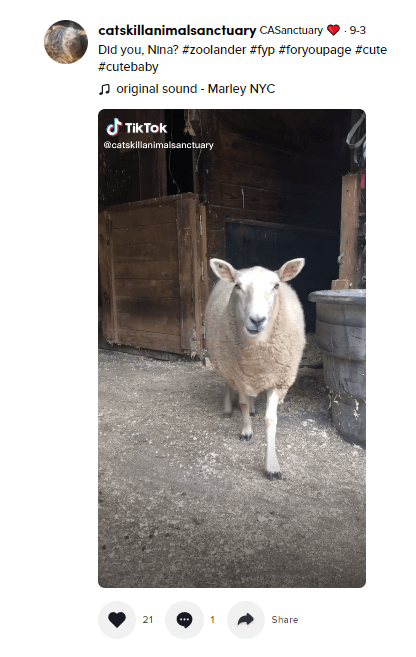 Catskill Animal Sanctuary TikTok post