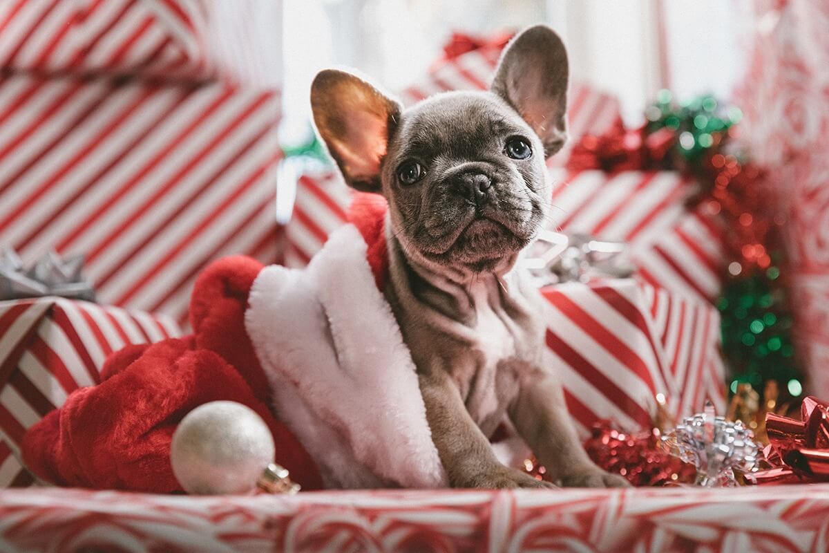 Christmas-Dog-1200x800-1 Christmas-Dog-1200x800-1