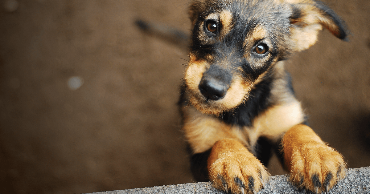 cute puppy dog with his paws on couch