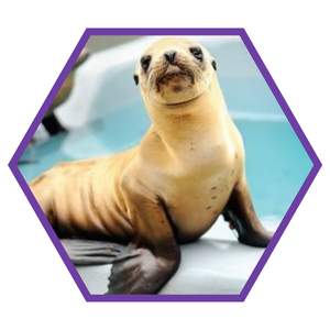 Seal (300 × 300 px)