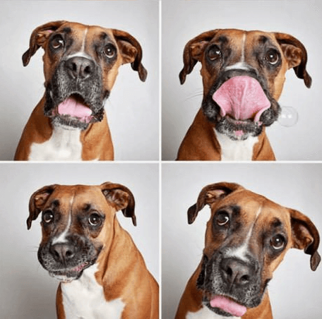 four squares of different dog poses